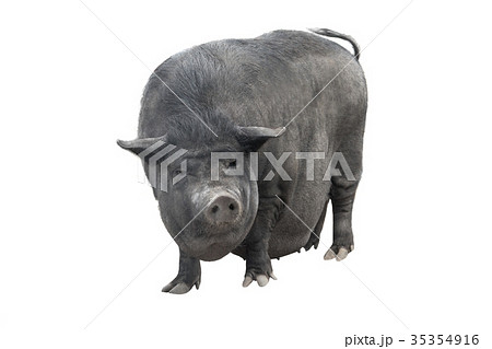 Vietnamese pig 35354916