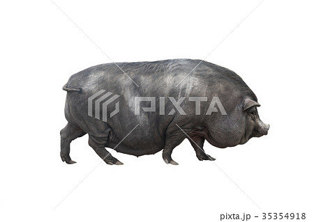 Vietnamese pig 35354918