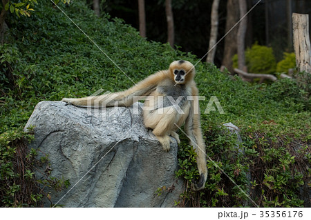 Monkey on a stone 35356176