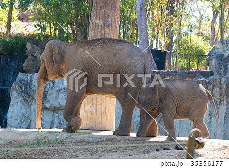 The little elephant with mother 35356177