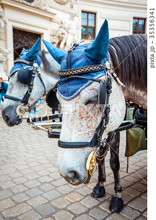 Horse-driven carriage at Hofburg palace in Vienna Horse-driven carriage at Hofburg palace in Vienna 35356341