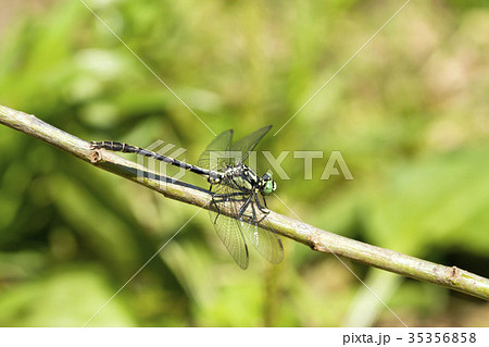 コサナエ 35356858