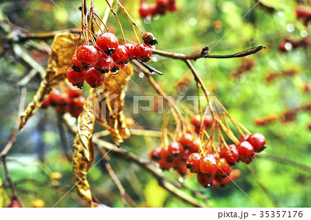 Rowanberry after cold autumn rain Rowanberry after cold autumn rain 35357176