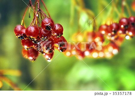 Rowanberry after cold autumn rain Rowanberry after cold autumn rain 35357178