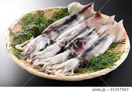 スルメイカ 35357567