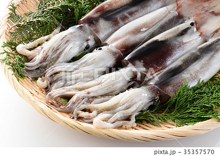 スルメイカ 35357570