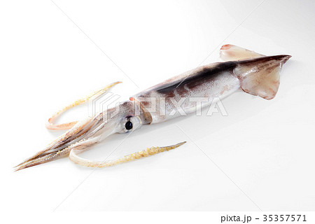 スルメイカ スルメイカ 35357571