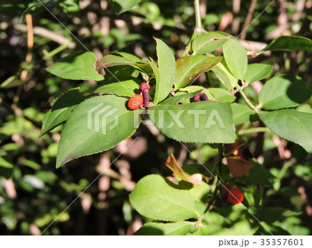 ニシキギ 35357601