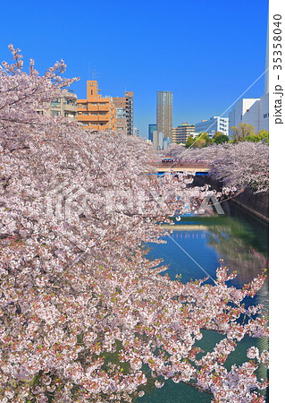 桜満開の目黒川 桜満開の目黒川 35358040
