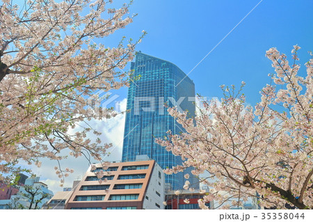 虎の門ヒルズタワーと満開の桜 虎の門ヒルズタワーと満開の桜 35358044