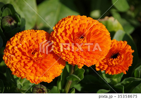 キンセンカの花 35358675