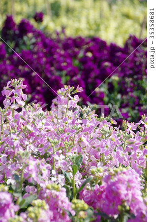 ストック 35358681