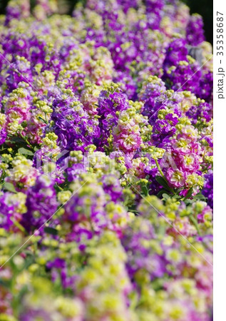 ストック ストック 35358687