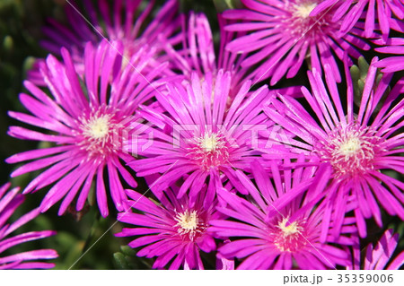 マツバギクの花 マツバギクの花 35359006