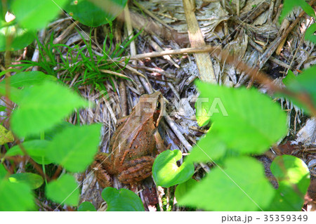 エゾアカガエル エゾアカガエル 35359349