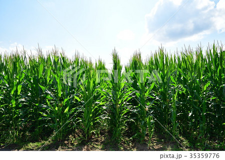 トウモロコシ畑（イメージ） 35359776