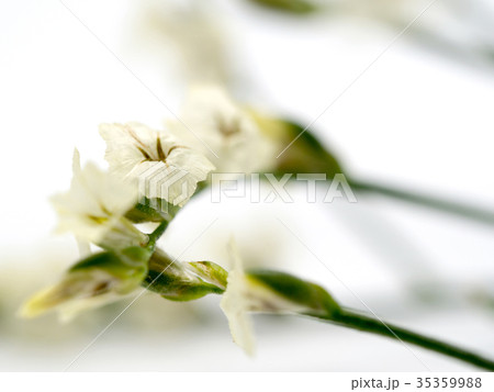 select focus of white limonium 35359988