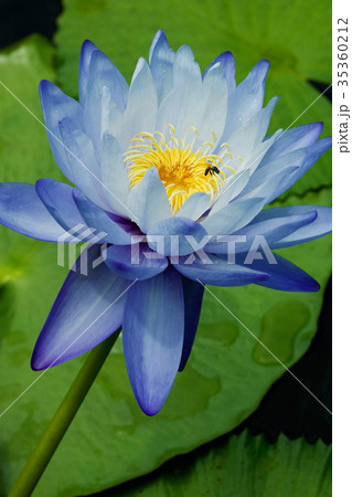 Blue Water Lily 35360212