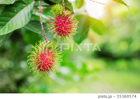 Red rambutan with green background. Red rambutan with green background. 35360574