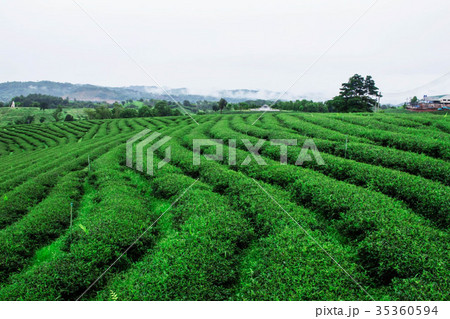 tea of nature green. 35360594