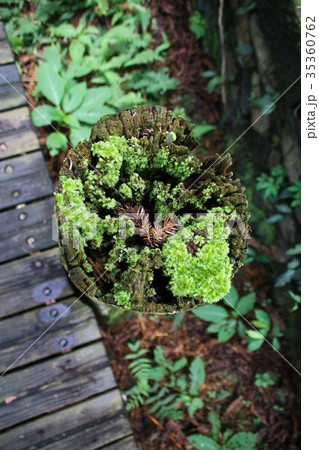 こけ コケ 苔 35360762