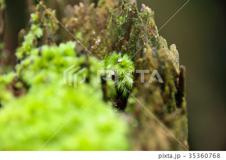 こけ コケ 苔 35360768
