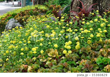 Yellow flowers field nice gardening Yellow flowers field nice gardening 35360829