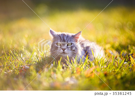 fluffy light gray cat sitting in green grass fluffy light gray cat sitting in green grass 35361245
