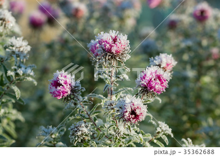 frozen flowers covered with frost 35362688