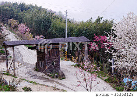 台湾 新竹 さくら祭 35363128