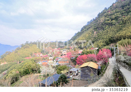 台湾 新竹 さくら祭 35363219