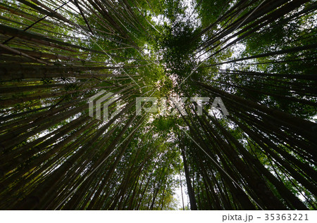 台湾 新竹 さくら祭 35363221