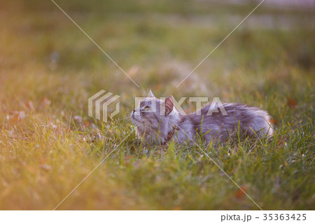 fluffy light gray cat sitting in green grass fluffy light gray cat sitting in green grass 35363425