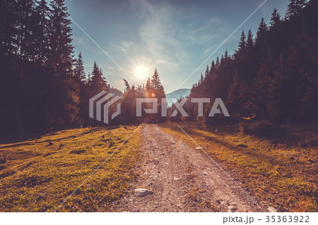 Empty road in pine tree forest. Nature landscape 35363922