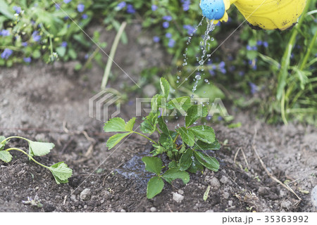 Watering seedlings of strawberries on the field Watering seedlings of strawberries on the field 35363992