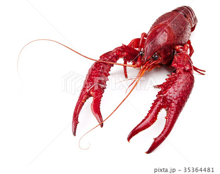 crawfish crawfish 35364481