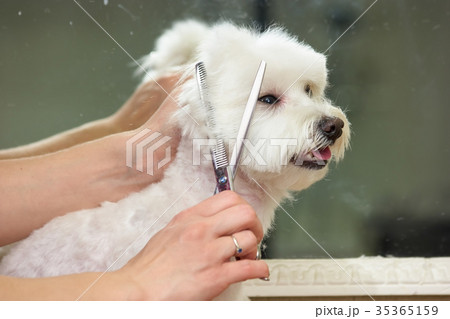 Hands of woman, dog grooming. Hands of woman, dog grooming. 35365159