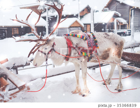 Reindeers in a winter landscape Reindeers in a winter landscape 35366839