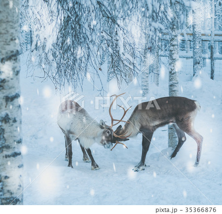 Reindeers in a winter landscape 35366876
