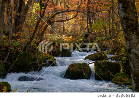 奥入瀬渓流 阿修羅の流れ 奥入瀬渓流 阿修羅の流れ 35366882