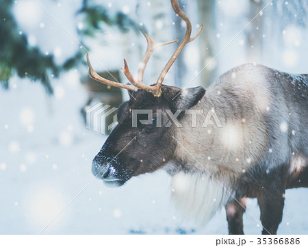 Reindeer in a winter landscape Reindeer in a winter landscape 35366886