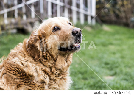 old golden retriever dog 35367516