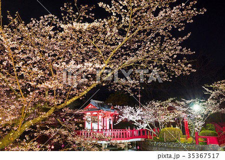 茂原公園 夜桜ライトアップ (千葉県茂原市) ※2017年4月撮影 茂原公園 夜桜ライトアップ (千葉県茂原市) ※2017年4月撮影 35367517