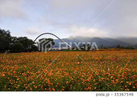 植物 ジョアンミョン 屋外 35367546