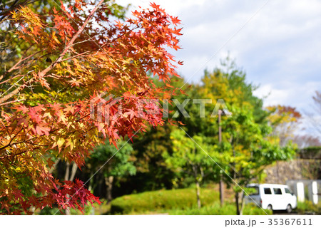 三田市　有馬富士公園の紅葉 35367611