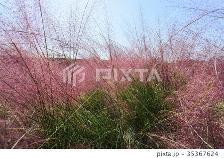 花 屋外 室外 35367624