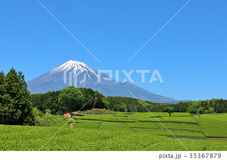 富士山と新緑の茶畑 35367879
