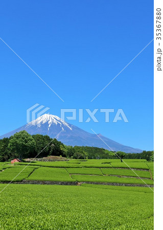 富士山と新緑の茶畑 35367880