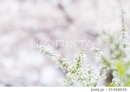 桜と雪柳 35368040