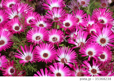 ピンクの花畑 35368238